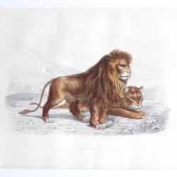 Gravure BUFFON Le Lion XIXe si&egrave;cle
