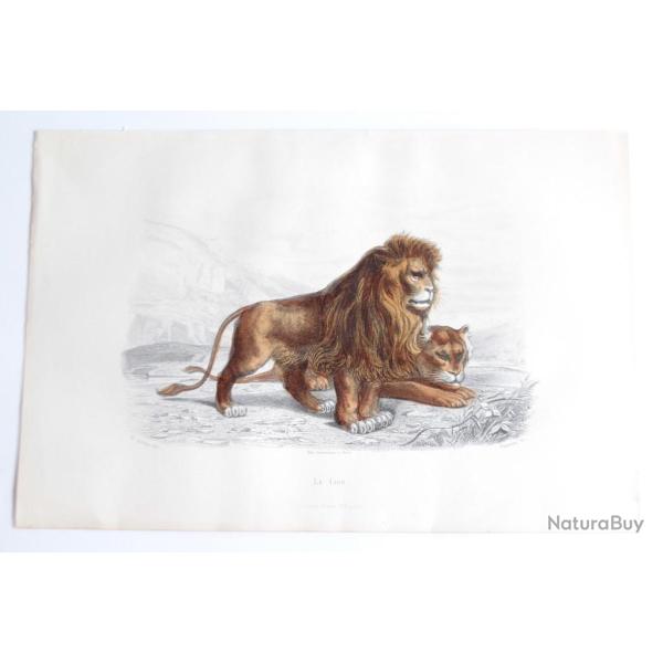 Gravure BUFFON Le Lion XIXe si�cle