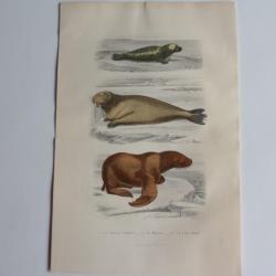 Gravure BUFFON Phoque Morse Lion Marin XIXe si&egrave;cle