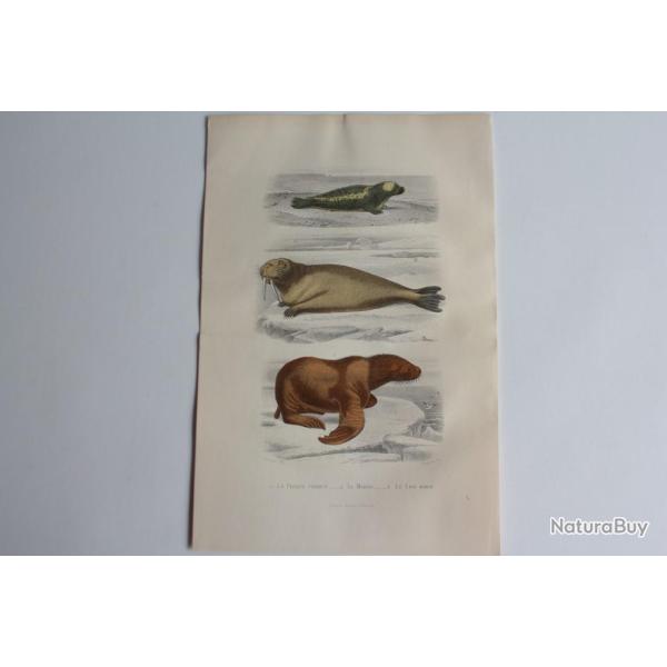 Gravure BUFFON Phoque Morse Lion Marin XIXe si�cle