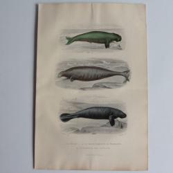 Gravure BUFFON Dugon Grand Lamantin Lamantin des Antilles XIXe si&egrave;cle