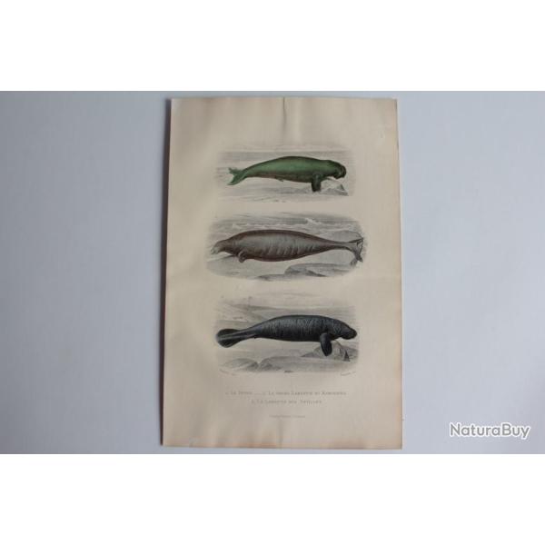 Gravure BUFFON Dugon Grand Lamantin Lamantin des Antilles XIXe si�cle