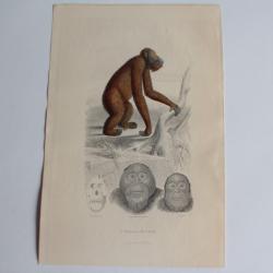 Gravure BUFFON L'Orang-Outang Singe XIXe si&egrave;cle