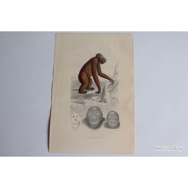 Gravure BUFFON L'Orang-Outang Singe XIXe si�cle