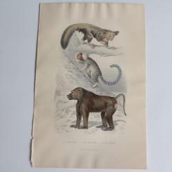 Gravure BUFFON Aye-Aye Ouistiti Papion Singes XIXe si&egrave;cle