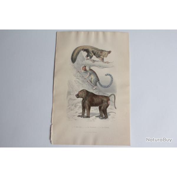 Gravure BUFFON Aye-Aye Ouistiti Papion Singes XIXe si�cle