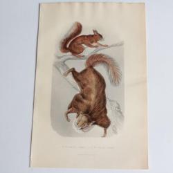 Gravure BUFFON &eacute;cureuil commun &eacute;cureuil volant XIXe si&egrave;cle