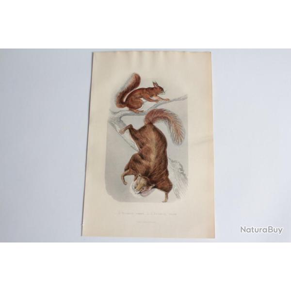 Gravure BUFFON �cureuil commun �cureuil volant XIXe si�cle