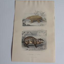 Gravure BUFFON Encoubert Paca XIXe si&egrave;cle