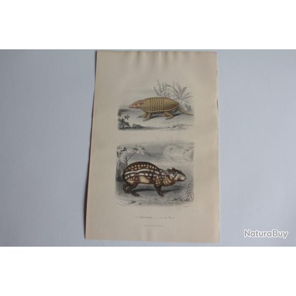 Gravure BUFFON Encoubert Paca XIXe si�cle