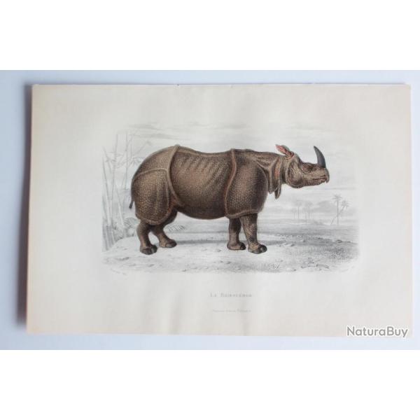 Gravure BUFFON Le Rhinoc�ros XIXe si�cle