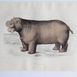 Gravure BUFFON L'Hippopotame XIXe si&egrave;cle