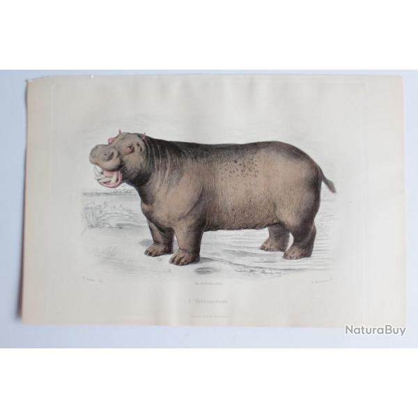 Gravure BUFFON L'Hippopotame XIXe si�cle