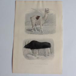 Gravure BUFFON Lama Vache de Tartarie XIXe si&egrave;cle