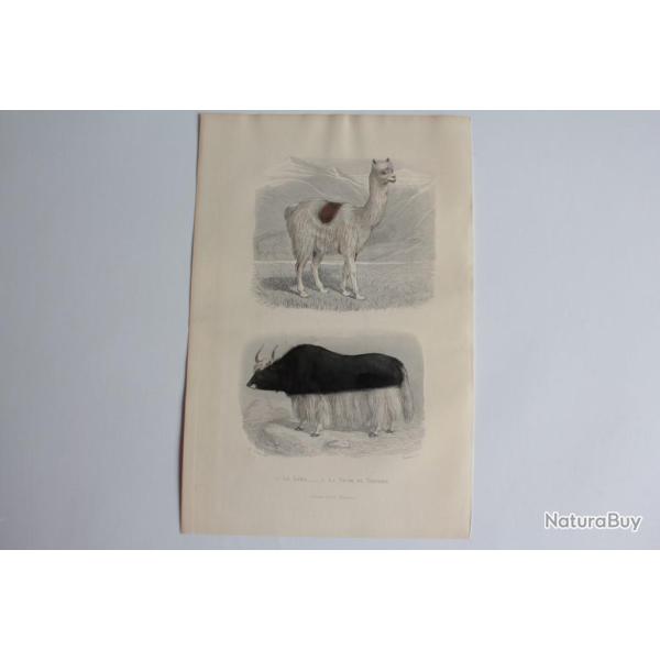 Gravure BUFFON Lama Vache de Tartarie XIXe si�cle
