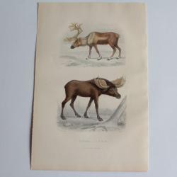 Gravure BUFFON Le Renne L'&Eacute;lan XIXe si&egrave;cle