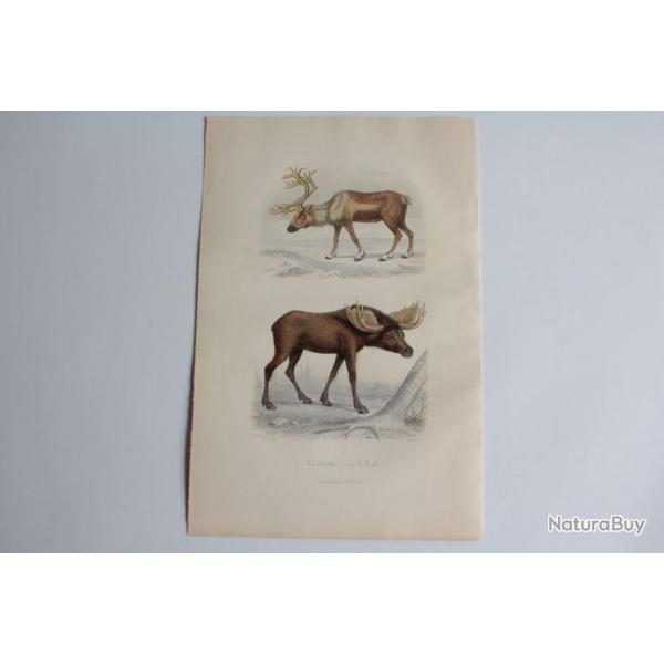 Gravure BUFFON Le Renne L'�lan XIXe si�cle