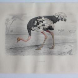 Gravure BUFFON L'Autruche Oiseaux XIXe si&egrave;cle