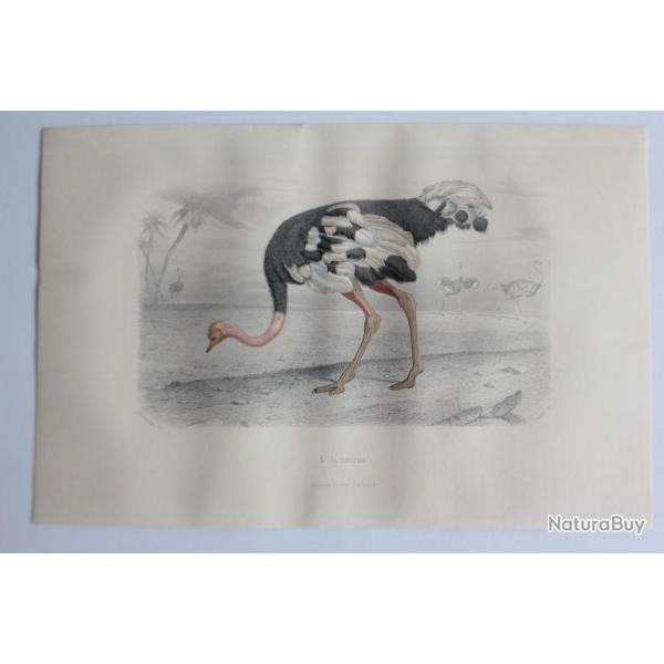 Gravure BUFFON L'Autruche Oiseaux XIXe si�cle