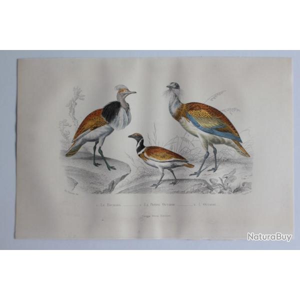 Gravure BUFFON Houbara Outarde Oiseaux XIXe sicle