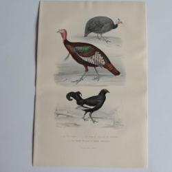Gravure BUFFON  Peintade Dindon T&eacute;tras Oiseaux XIXe si&egrave;cle