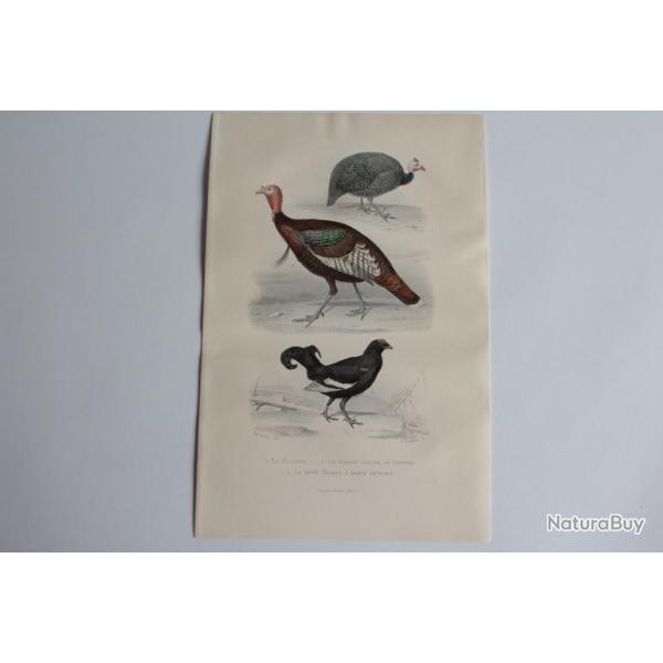 Gravure BUFFON  Peintade Dindon T�tras Oiseaux XIXe si�cle