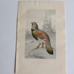 Gravure BUFFON T&eacute;tras Grand coq de Bruy&egrave;re Oiseaux XIXe si&egrave;cle