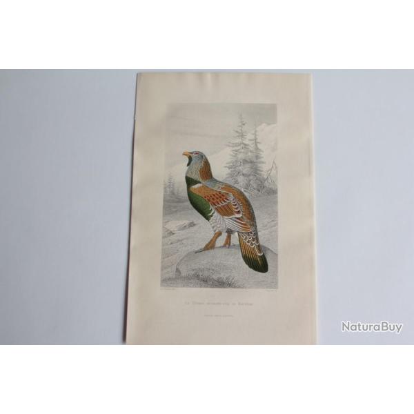 Gravure BUFFON T�tras Grand coq de Bruy�re Oiseaux XIXe si�cle