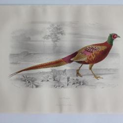 Gravure BUFFON Faisan Oiseaux XIXe si&egrave;cle