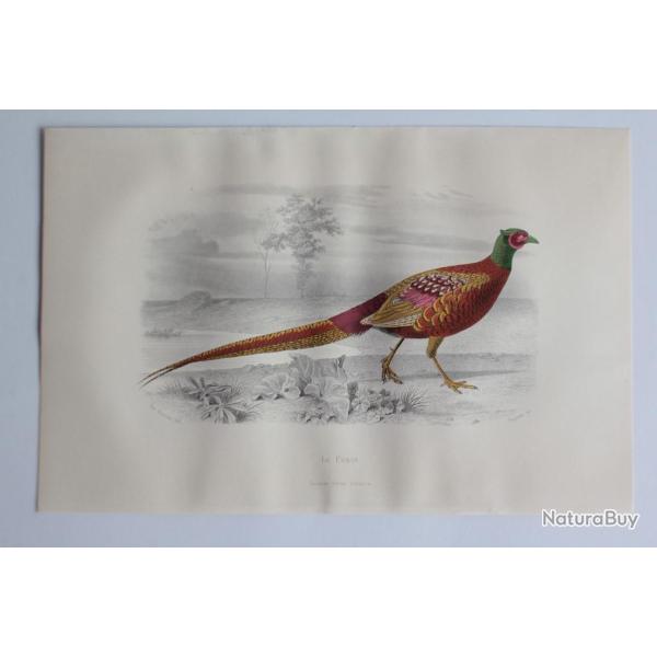 Gravure BUFFON Faisan Oiseaux XIXe si�cle