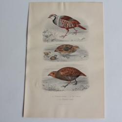 Gravure BUFFON Perdrix rouge Caille Perdrix grise Oiseaux XIXe si&egrave;cle