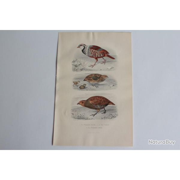 Gravure BUFFON Perdrix rouge Caille Perdrix grise Oiseaux XIXe si�cle