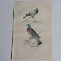 Gravure BUFFON Pigeons Biset Ramier Oiseaux XIXe si&egrave;cle