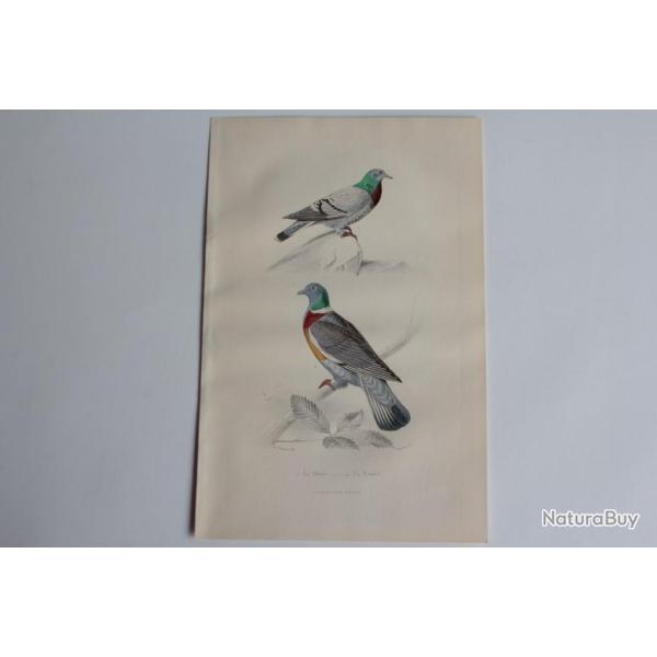 Gravure BUFFON Pigeons Biset Ramier Oiseaux XIXe si�cle