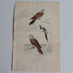 Gravure BUFFON Tourterelle Tourtelette Oiseaux XIXe si&egrave;cle