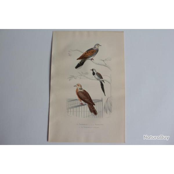 Gravure BUFFON Tourterelle Tourtelette Oiseaux XIXe si�cle