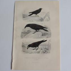 Gravure BUFFON Choquard Corbeau Freux Oiseaux XIXe si&egrave;cle