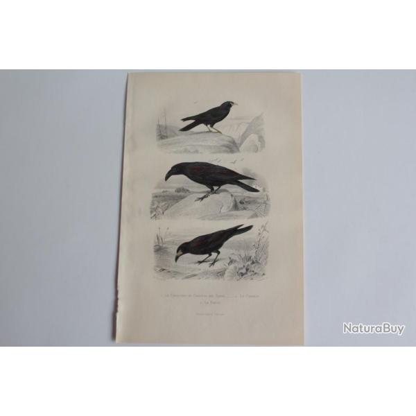 Gravure BUFFON Choquard Corbeau Freux Oiseaux XIXe si�cle