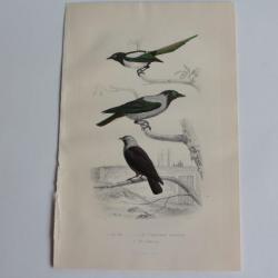 Gravure BUFFON Pie Corneille mantel&eacute;e Choucas Oiseaux XIXe si&egrave;cle