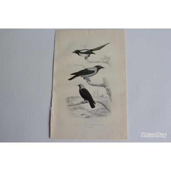 Gravure BUFFON Pie Corneille mantel�e Choucas Oiseaux XIXe si�cle