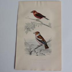 Gravure BUFFON Bec-crois&eacute; Gros-bec Oiseaux XIXe si&egrave;cle