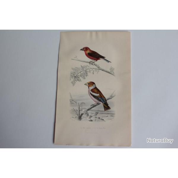 Gravure BUFFON Bec-crois� Gros-bec Oiseaux XIXe si�cle