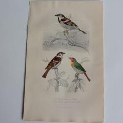 Gravure BUFFON Moineau Friquet Beaumarquet Oiseaux XIXe si&egrave;cle