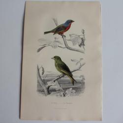 Gravure BUFFON Pape Verdier Oiseaux XIXe si&egrave;cle