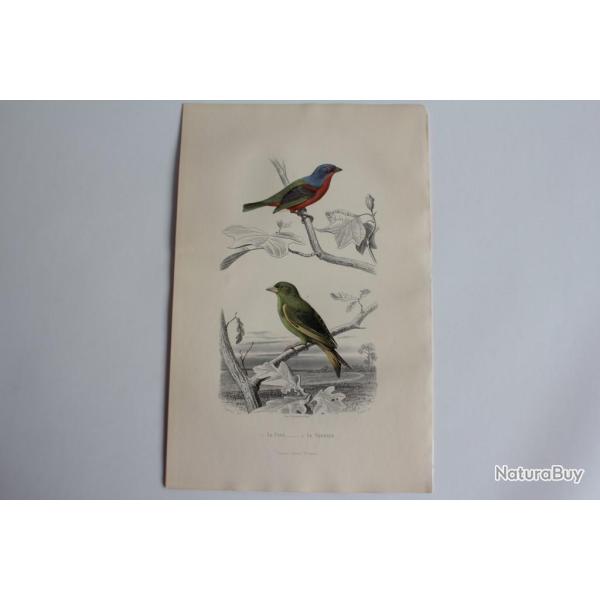 Gravure BUFFON Pape Verdier Oiseaux XIXe si�cle