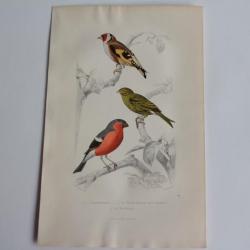 Gravure BUFFON Chardonneret Serin Bouvreuil Oiseaux XIXe si&egrave;cle
