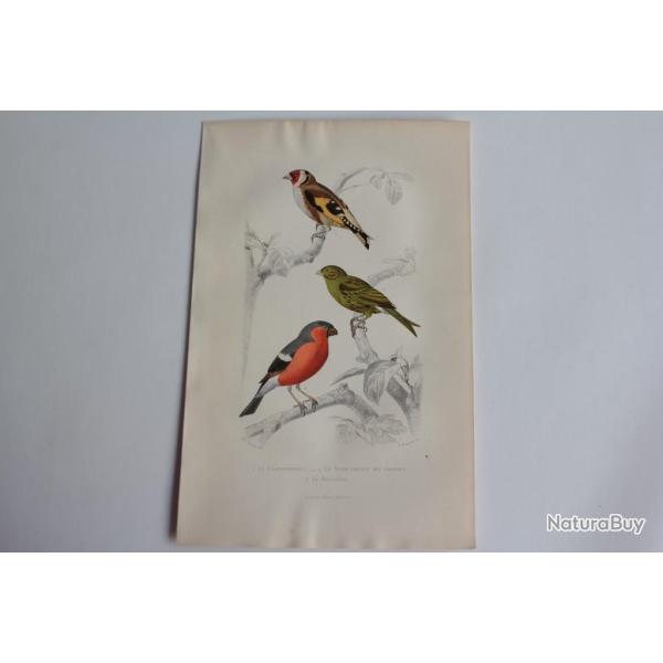 Gravure BUFFON Chardonneret Serin Bouvreuil Oiseaux XIXe si�cle