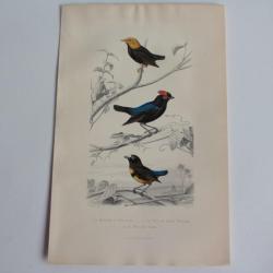 Gravure BUFFON Manakin Tig&eacute; Oiseaux XIXe si&egrave;cle