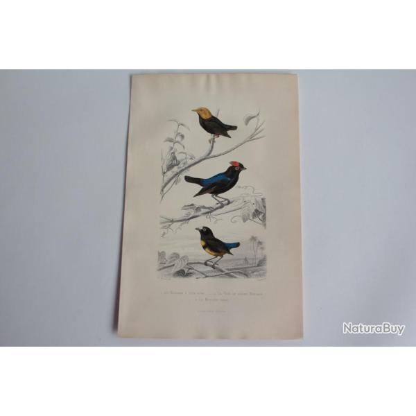 Gravure BUFFON Manakin Tig� Oiseaux XIXe si�cle