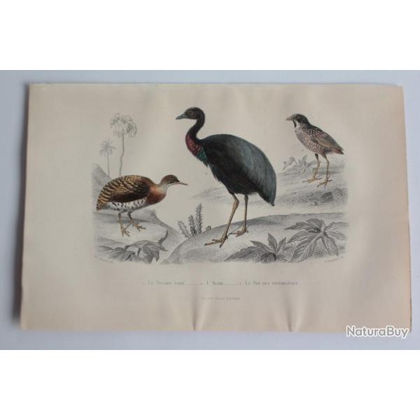 Gravure BUFFON Tinamou Agami Roi des fourmili�res Oiseaux XIXe si�cle